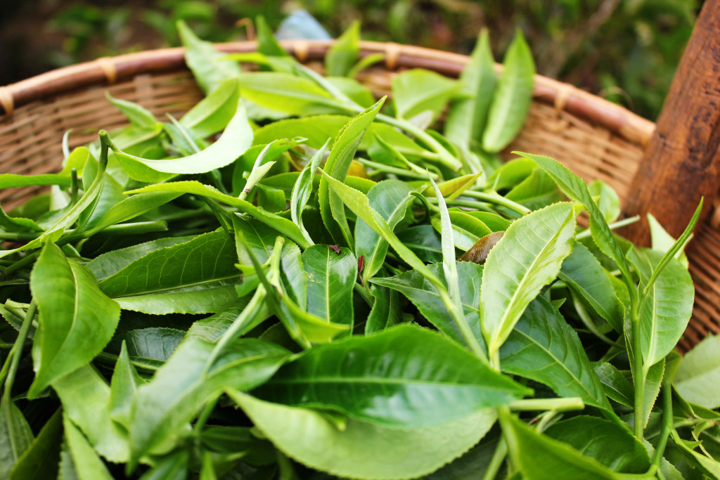 Fresh Tea Leaves from garden.